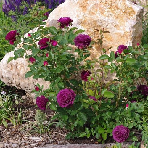 Fialová - Stromkové ruže,  kvety kvitnú v skupinkáchstromková ruža s kríkovitou tvarou koruny